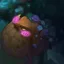 Team Gromp 